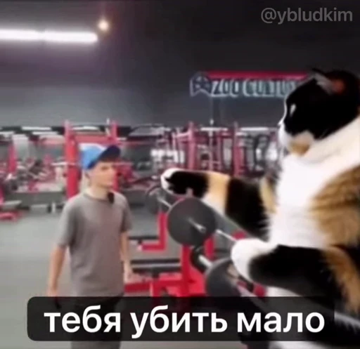 🤩 Стикер «котость из мурино» для Telegram