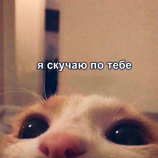 ❤️ Стикер «nya pack» для Telegram