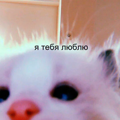❤️ Стикер «nya pack» для Telegram