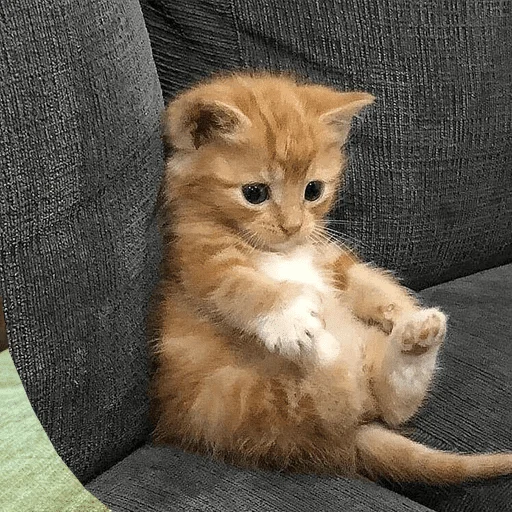 🙀 Стикер «nya pack» для Telegram