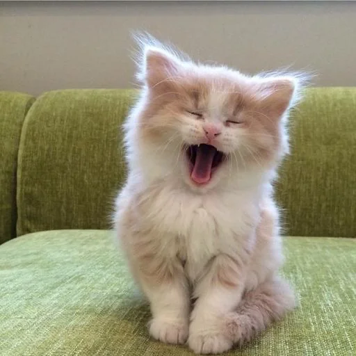 😺 Стикер «nya pack» для Telegram