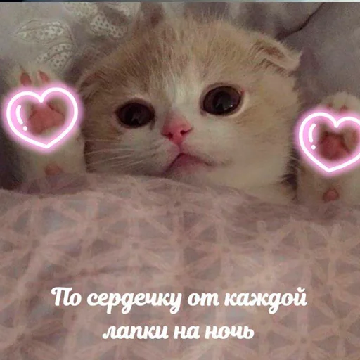 💗 Стикер «nya pack» для Telegram
