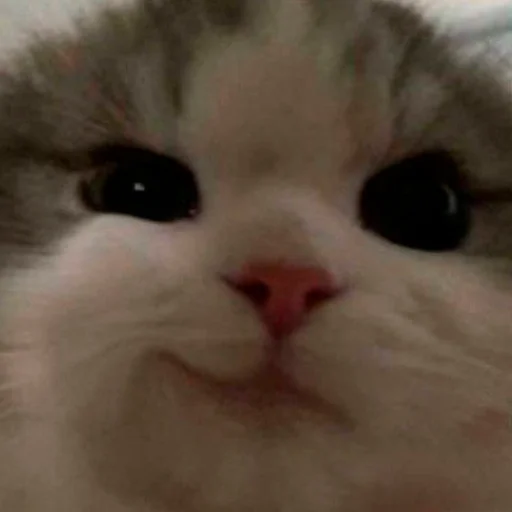 😽 Стикер «nya pack» для Telegram