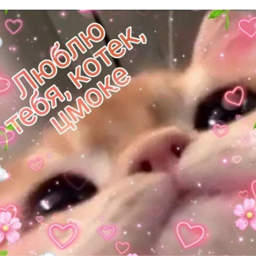❤️ Стикер «Лачиболаа» для Telegram