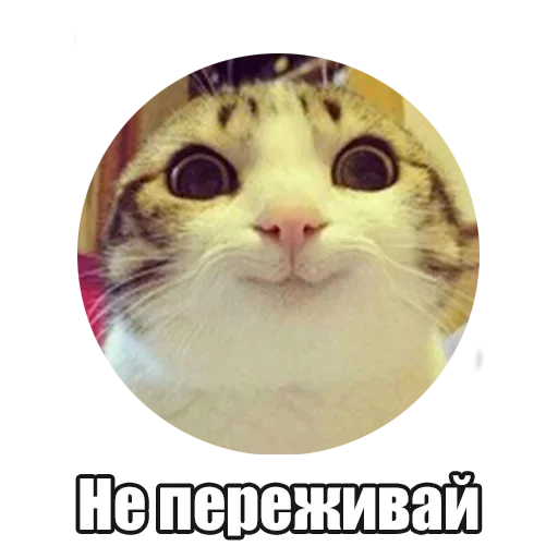 🤓 Стикер «Лампово о стикерах» для Telegram