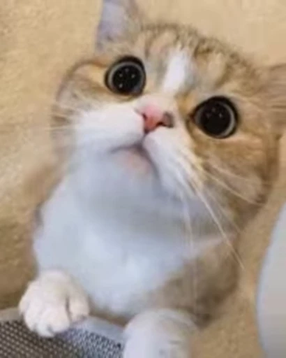 🥺 Стикер «Лапки делают мяк-мяк» для Telegram