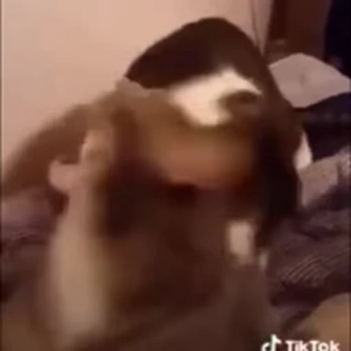 😭 Стикер «Лапки делают мяк-мяк» для Telegram