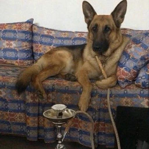 🚬 Стикер «зюзюзю» для Telegram