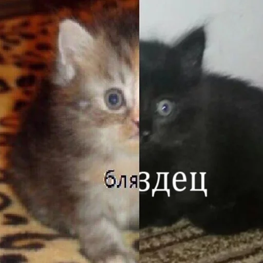 🤬 Стикер «зюзюзю» для Telegram