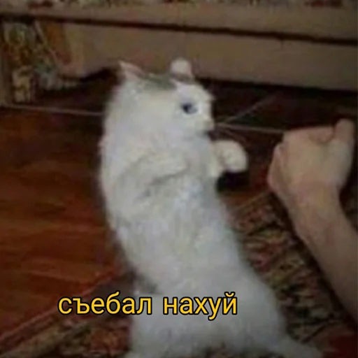 👊 Стикер «зюзюзю» для Telegram