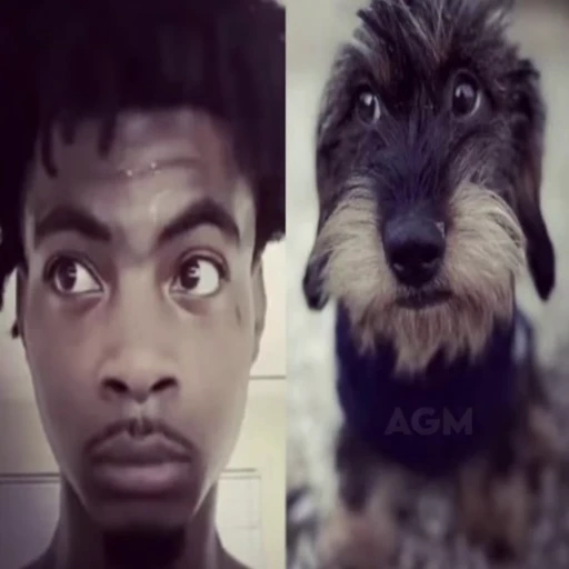 🐶 Стикер «Lazer Dim 700» для Telegram