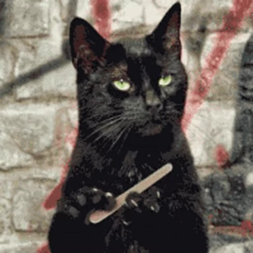 💅 Стикер «Cats… cats everywhere!» для Telegram