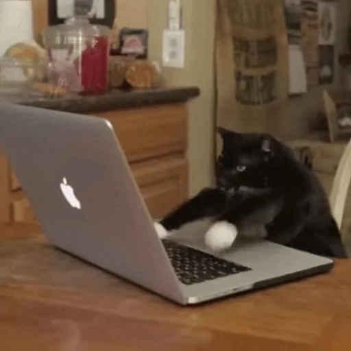 💻 Стикер «Cats… cats everywhere!» для Telegram