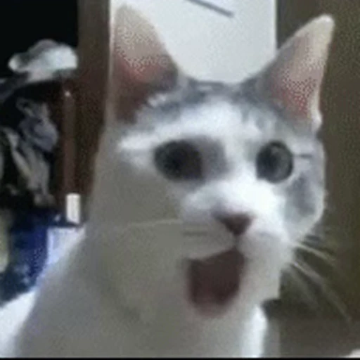 🙀 Стикер «Cats… cats everywhere!» для Telegram