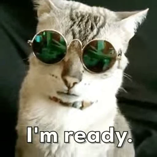 Стикерпак Cats… cats everywhere! для Telegram