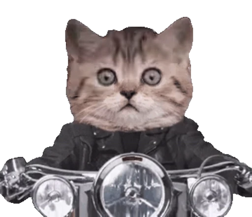 🏍 Стикер «Cats… cats everywhere!» для Telegram