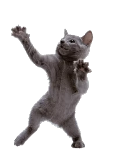 🐈 Стикер «Cats… cats everywhere!» для Telegram