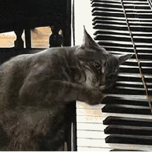 🎹 Стикер «Cats… cats everywhere!» для Telegram