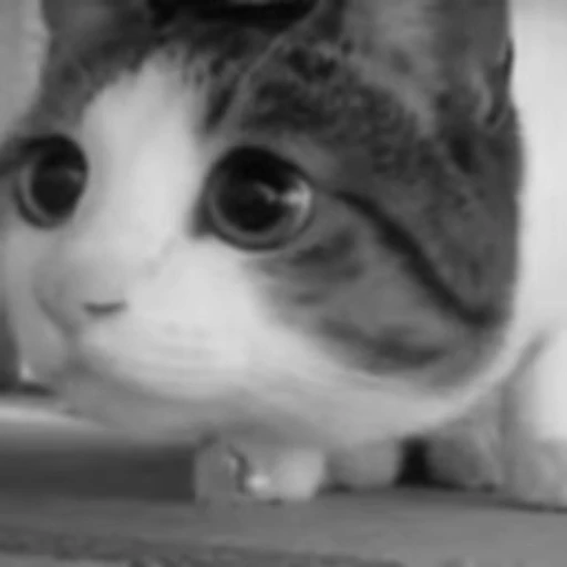 👀 Стикер «Cats… cats everywhere!» для Telegram