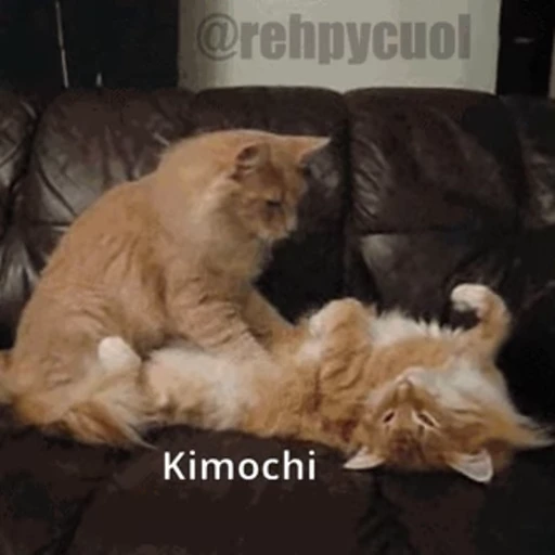 😻 Стикер «Cats… cats everywhere!» для Telegram