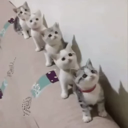 🐱 Стикер «Cats… cats everywhere!» для Telegram