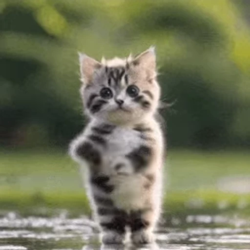 💃 Стикер «Cats… cats everywhere!» для Telegram