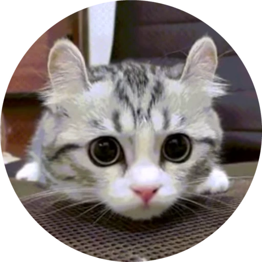 😕 Стикер «Cats… cats everywhere!» для Telegram