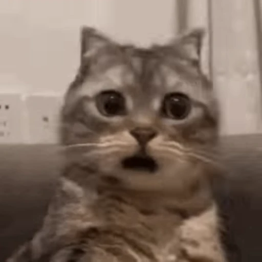 😲 Стикер «Cats… cats everywhere!» для Telegram