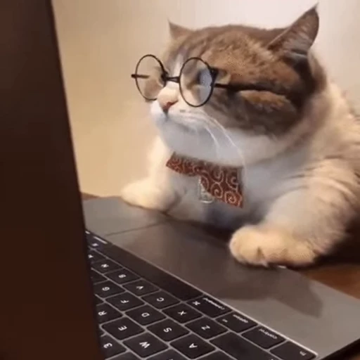 🤓 Стикер «Cats… cats everywhere!» для Telegram