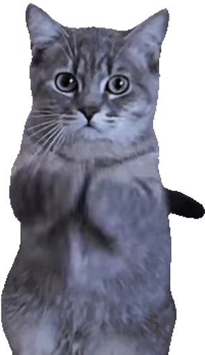 🇮🇹 Стикер «Cats… cats everywhere!» для Telegram