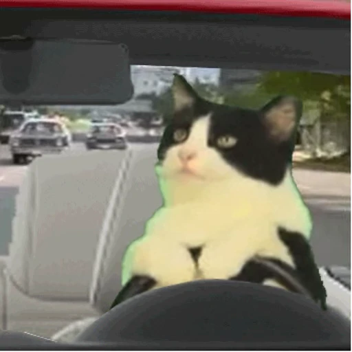 🚘 Стикер «Cats… cats everywhere!» для Telegram