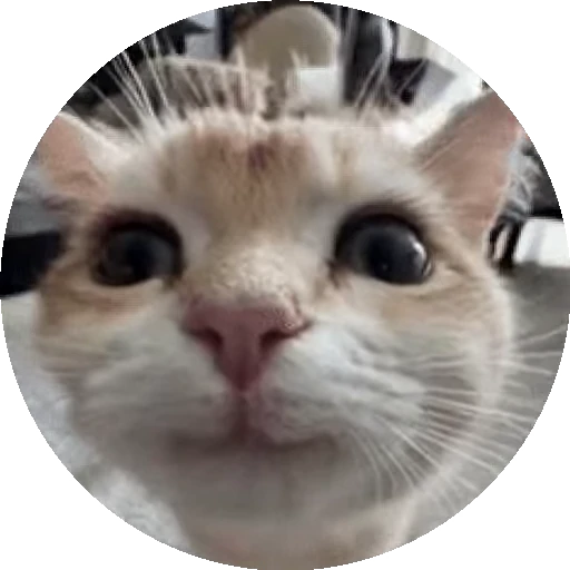👀 Стикер «Cats… cats everywhere!» для Telegram