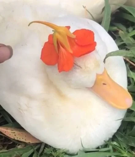 😐 Стикер «Le Ducc» для Telegram