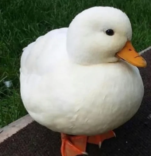 🤠 Стикер «Le Ducc» для Telegram