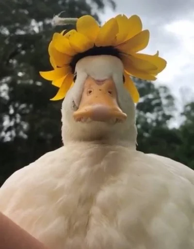 😐 Стикер «Le Ducc» для Telegram