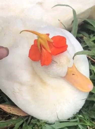 😴 Стикер «Le Ducc» для Telegram