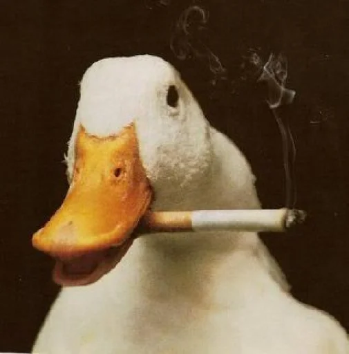 🥱 Стикер «Le Ducc» для Telegram