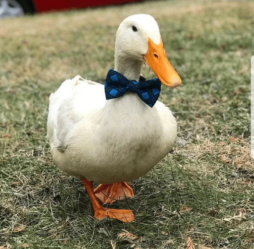 😃 Стикер «Le Ducc» для Telegram