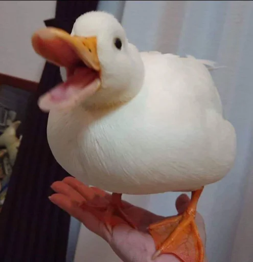 😡 Стикер «Le Ducc» для Telegram