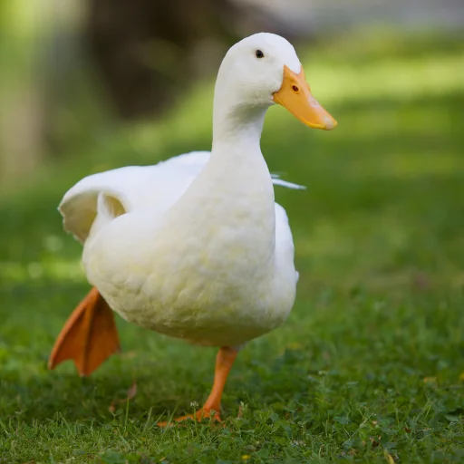 😐 Стикер «Le Ducc» для Telegram