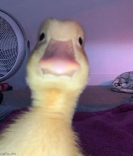 😎 Стикер «Le Ducc» для Telegram