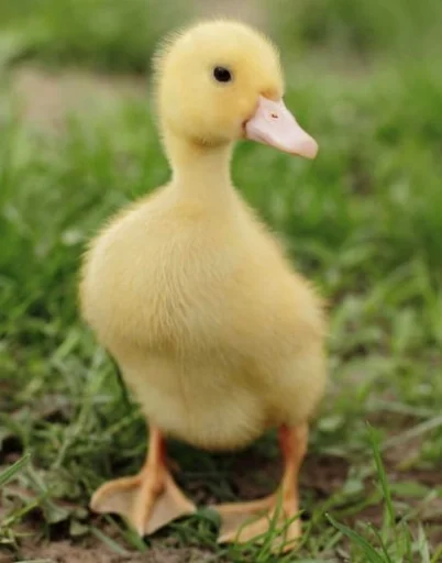 😐 Стикер «Le Ducc» для Telegram