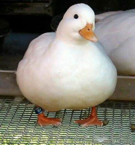 😌 Стикер «Le Ducc» для Telegram