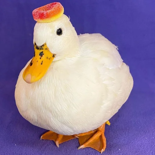 😐 Стикер «Le Ducc» для Telegram