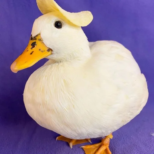 🙂 Стикер «Le Ducc» для Telegram