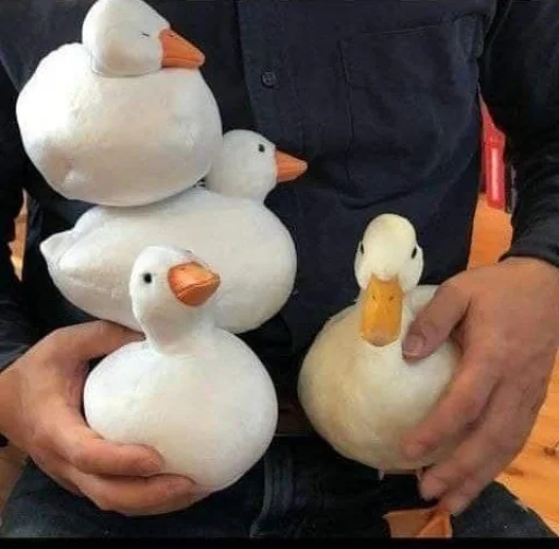 🥺 Стикер «Le Ducc» для Telegram