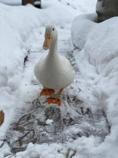 🙃 Стикер «Le Ducc» для Telegram