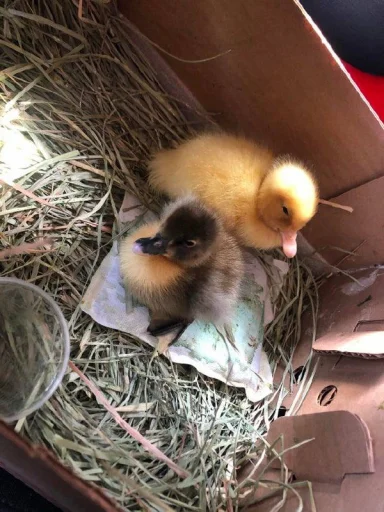 😗 Стикер «Le Ducc» для Telegram