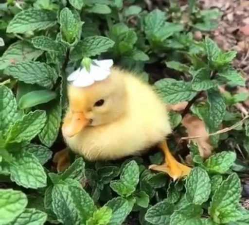 🙂 Стикер «Le Ducc» для Telegram