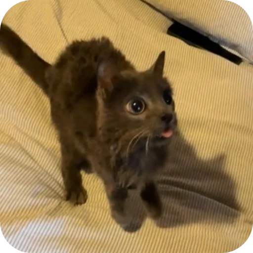🐶 Стикер «TREX» для Telegram